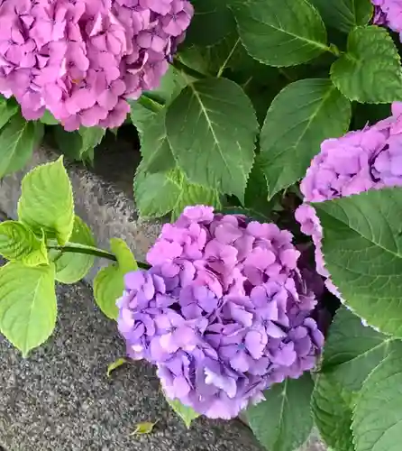 金ヶ作熊野神社の自然
