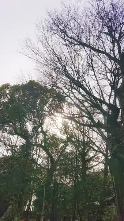 若宮神明社の自然