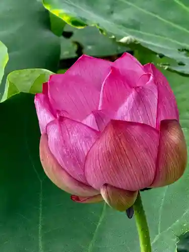 東寺（教王護国寺）(京都府)