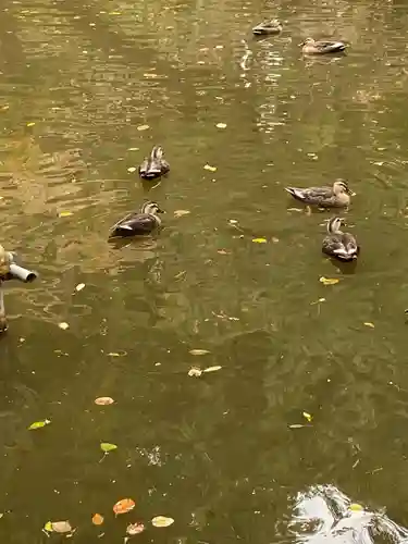 間々田八幡宮の動物