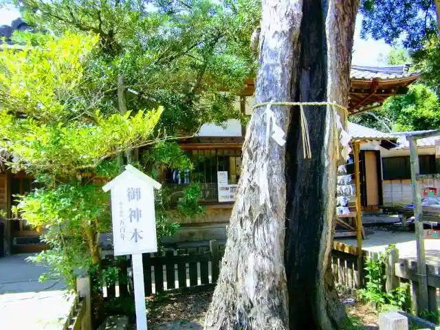 玉崎神社の自然