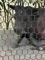 千喜万悦天満宮の狛犬