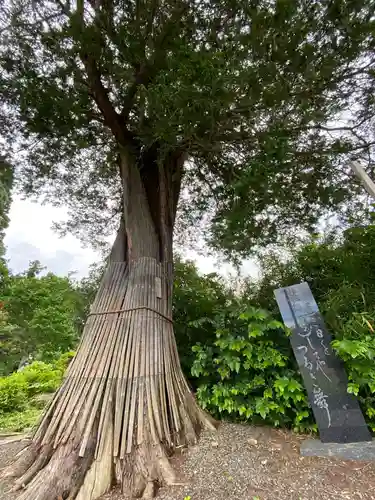 豊景神社の自然