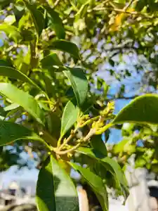 總社 和田八幡宮の自然(2021年10月05日(火) 19時41分49秒投稿)