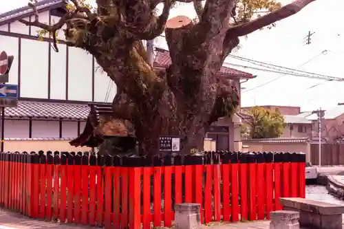 藤木社（賀茂別雷神社末社）(京都府)