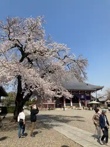 池上本門寺の自然