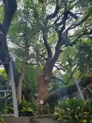 矢倉神社の自然