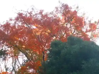 理智光寺跡（理智光寺址）＜史跡＞の自然