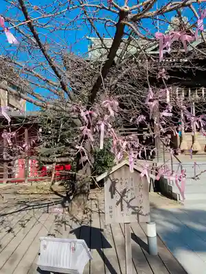 桜神宮(東京都)