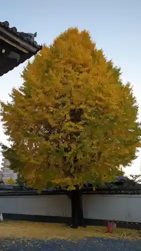 本法寺(京都府)