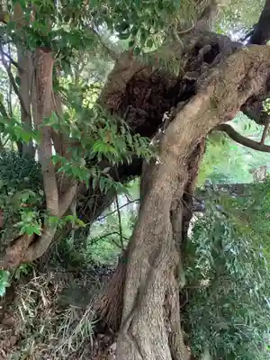 光明寺(千葉県)