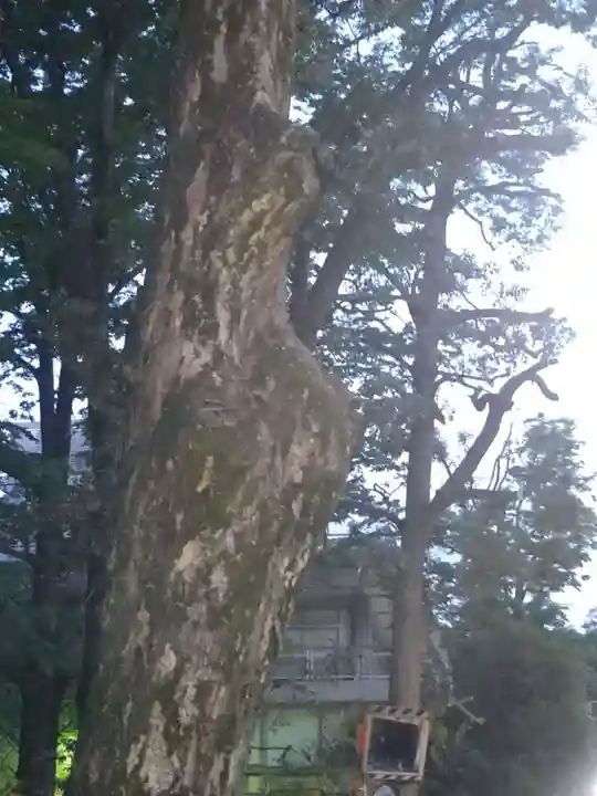 大國魂神社の自然