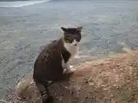 一宮神社の動物
