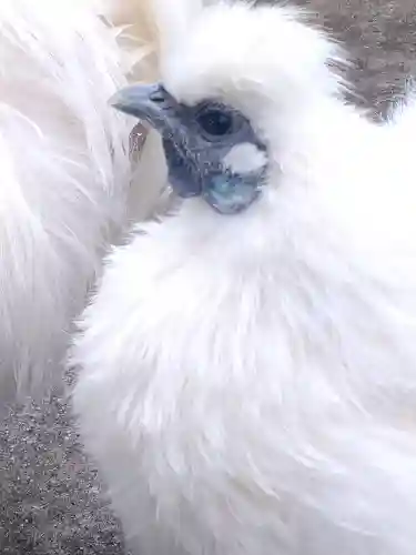 阿智神社の動物