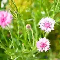 埼玉厄除け開運大師・龍泉寺(切り絵御朱印発祥の寺)の自然