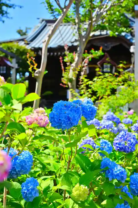 白山神社(東京都)
