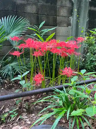 亀戸 香取神社の自然