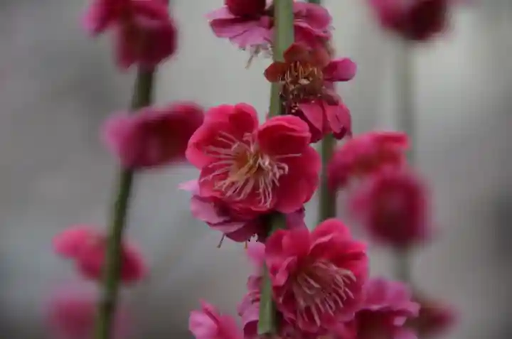 平河天満宮の自然