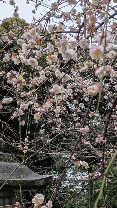 上宮天満宮(大阪府)