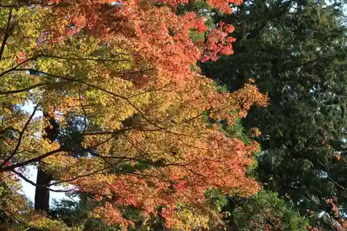 賀茂別雷神社（上賀茂神社）の自然