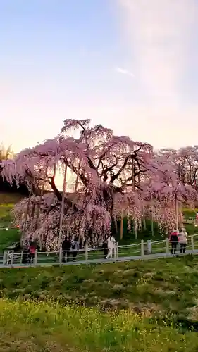 瀧桜神明宮(福島県)