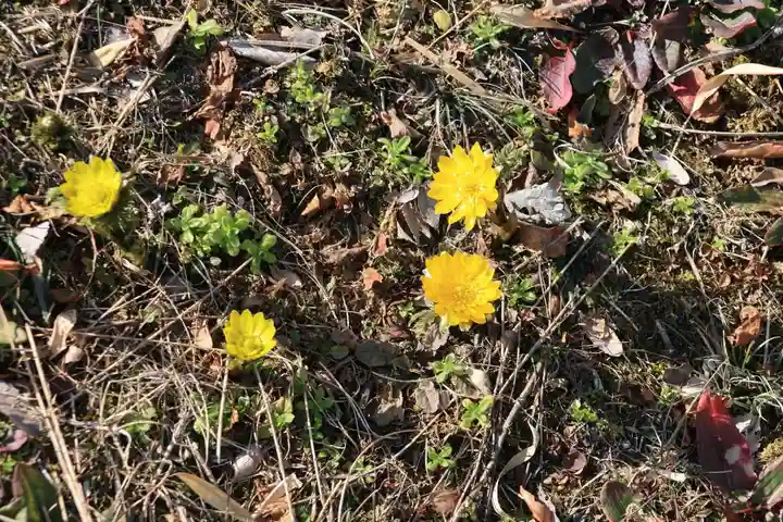 関場神社の自然