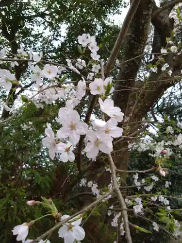 河内阿蘇神社(熊本県)