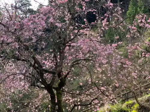 横蔵寺の自然