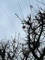 女化神社(茨城県)