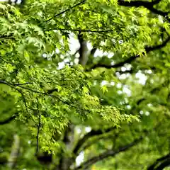 土津神社｜こどもと出世の神さまの自然