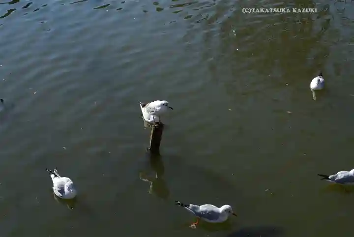 旗上弁財天社の動物