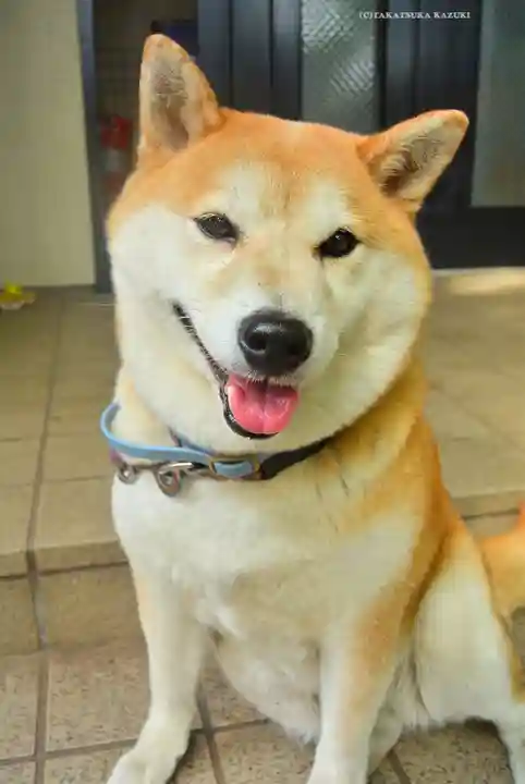 笠䅣稲荷神社(神奈川県)