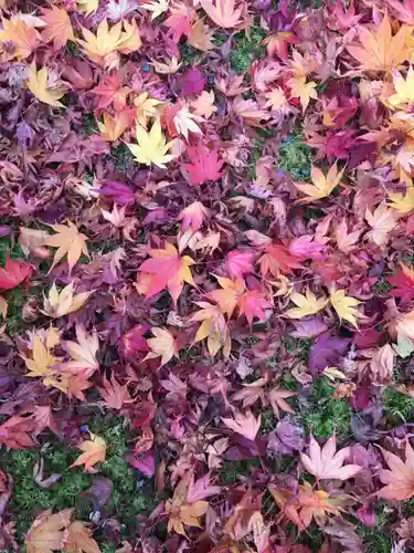 禅林寺（永観堂）の自然