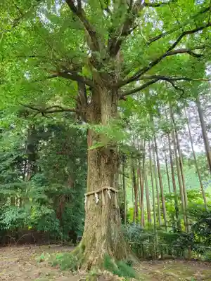 國吉神社(千葉県)