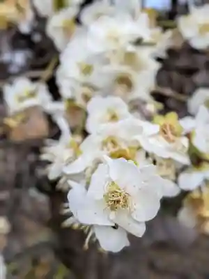 松應寺(東京都)