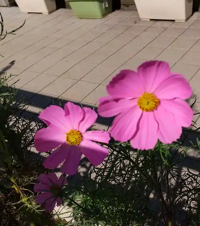 高麗神社の自然