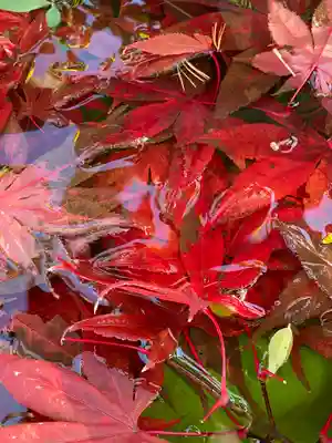 横浜御嶽神社の手水舎