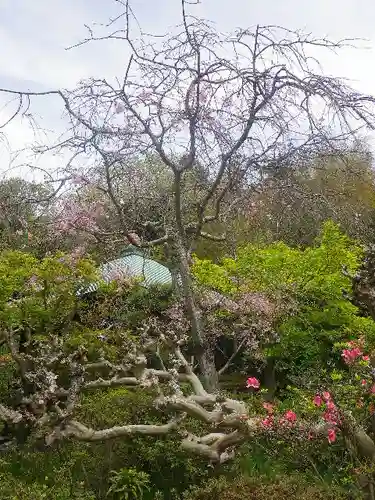 浄光明寺の自然