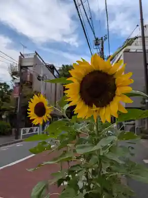 鳩森八幡神社の自然