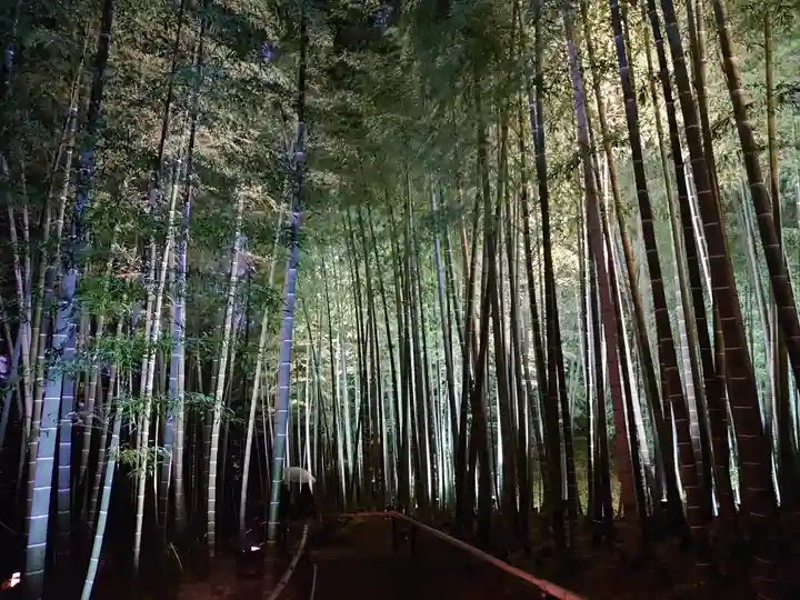 高台寺(高台寿聖禅寺・高臺寺)の自然