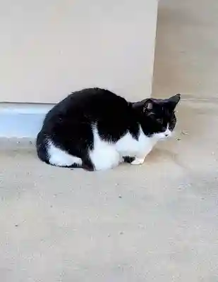 白金氷川神社の動物