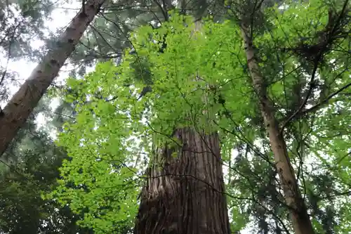 菅船神社の自然