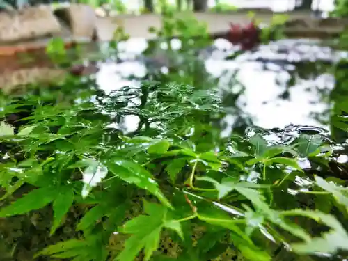 立志神社の手水舎