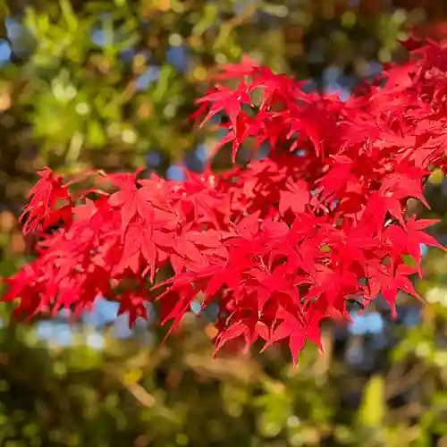 伊勢の国 四天王寺(三重県)