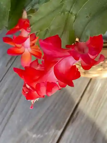 妙蓮寺(神奈川県)