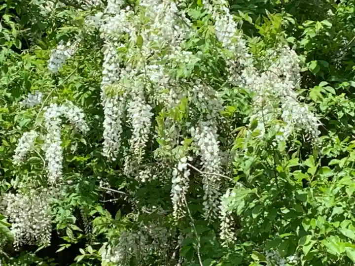 牟禮山観音禅寺の自然