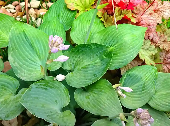寿量山 速成寺の自然