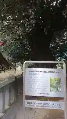 井出上神社の自然