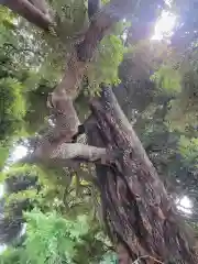 九重神社の自然