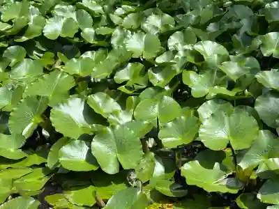上杉神社(山形県)